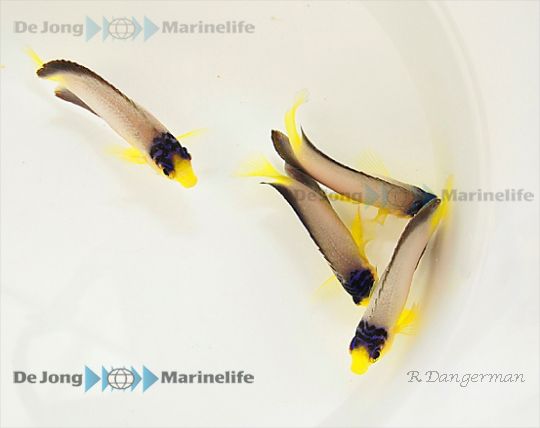 Centropyge multicolor