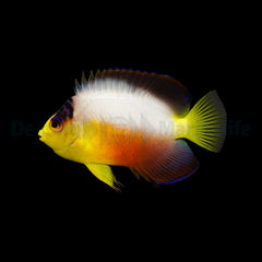 Centropyge multicolor