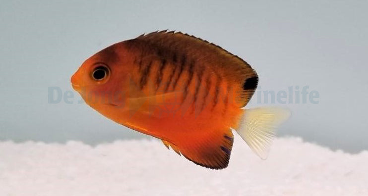 Centropyge shepardi