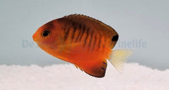 Centropyge shepardi