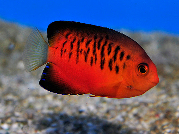 Centropyge shepardi