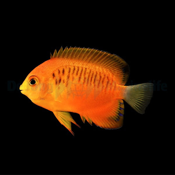 Centropyge shepardi