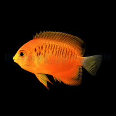 Centropyge shepardi