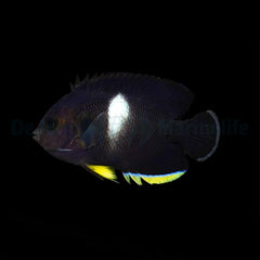 Centropyge tibicen