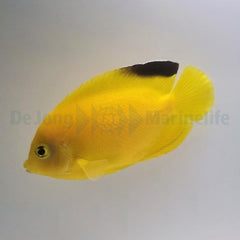 Centropyge woodheadi