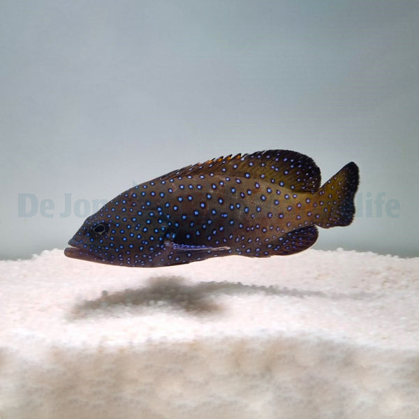 Cephalopholis argus
