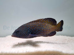 Cephalopholis argus