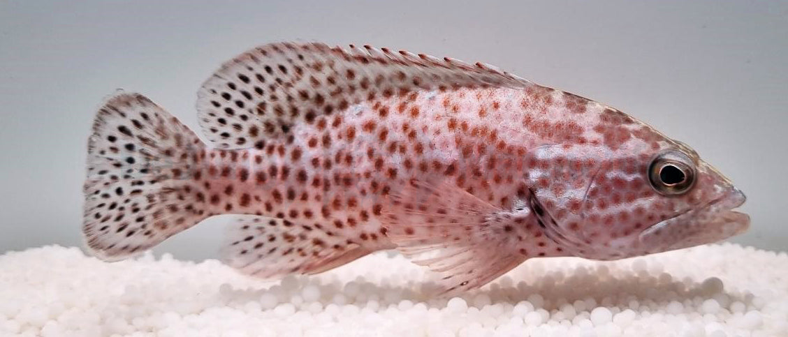 Cephalopholis cruentatus