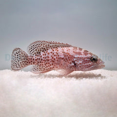Cephalopholis cruentatus