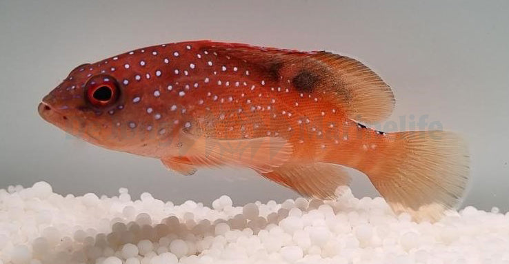 Cephalopholis fulvus