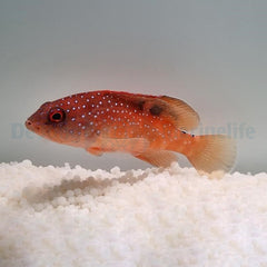 Cephalopholis fulvus