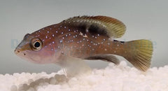 Cephalopholis fulvus
