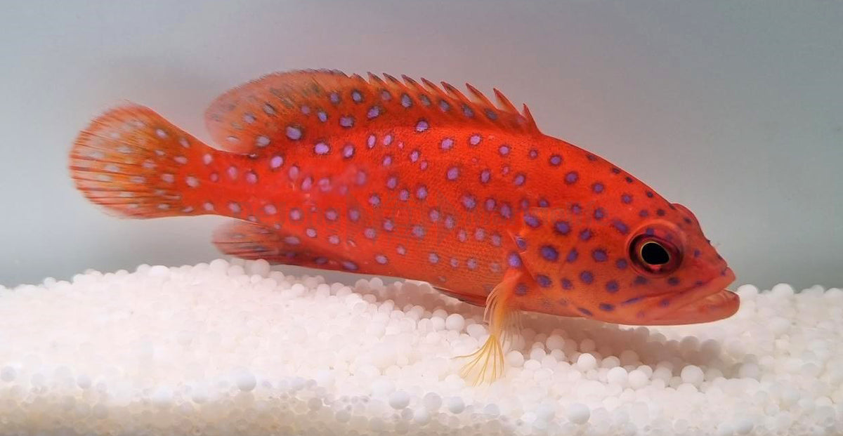Cephalopholis miniata