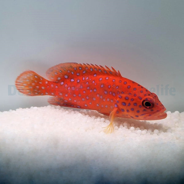 Cephalopholis miniata