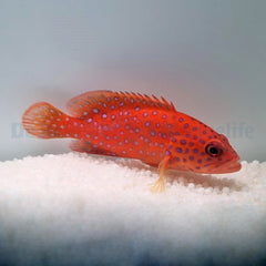 Cephalopholis miniata