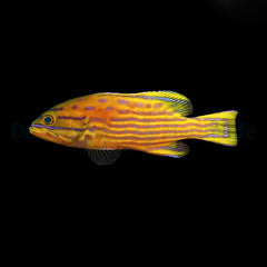 Cephalopholis polleni