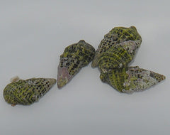 Cerithium (Tehericium) litteratum