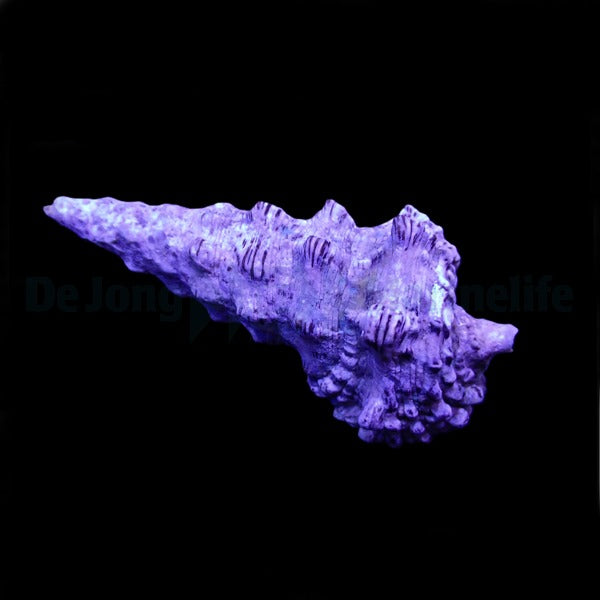 Cerithium spp. (Show)