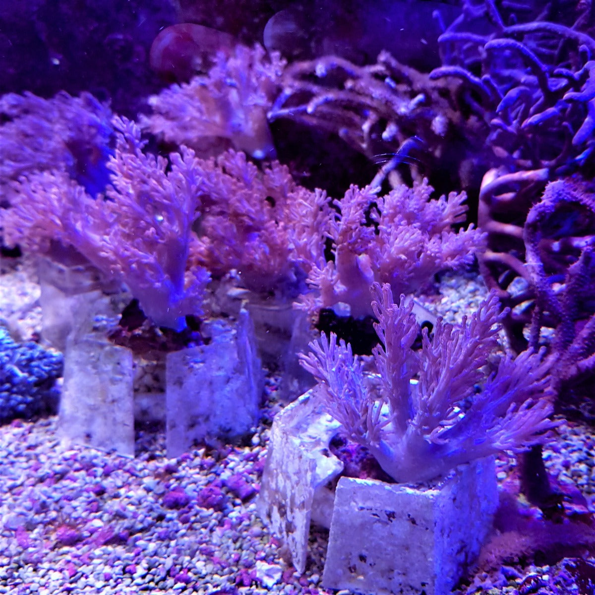 Cespitularia infirmata
