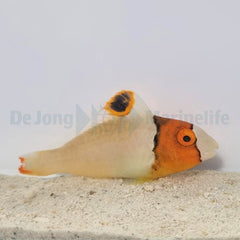 Cetoscarus bicolor