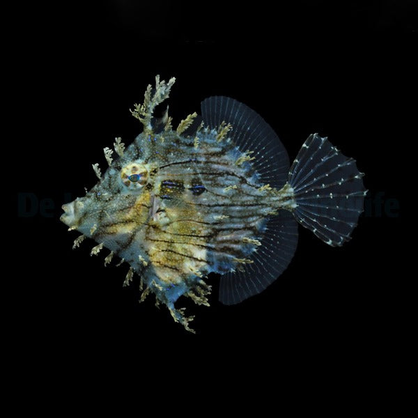 Chaetodermis penicilligerus