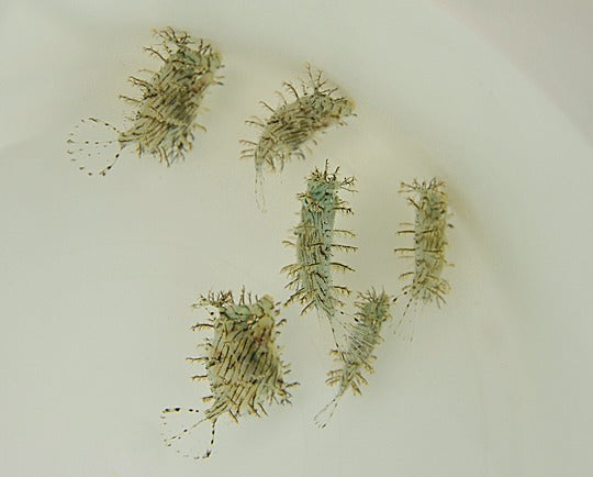 Chaetodermis penicilligerus