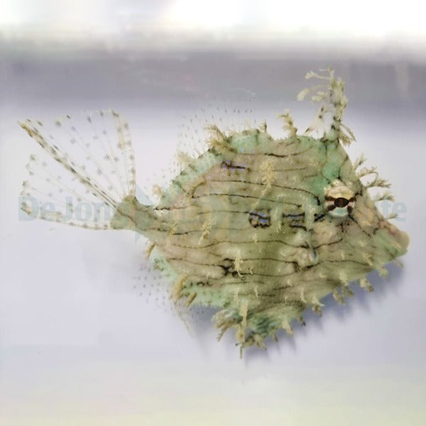 Chaetodermis penicilligerus