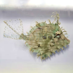 Chaetodermis penicilligerus