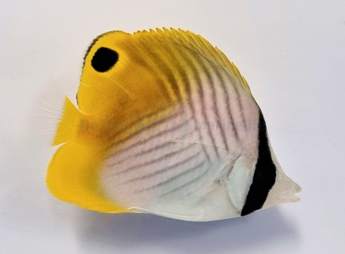 Chaetodon auriga