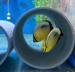Chaetodon austriacus (pair)
