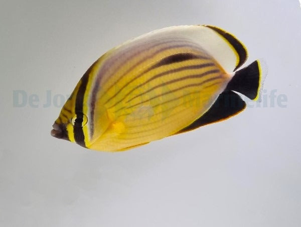 Chaetodon austriacus