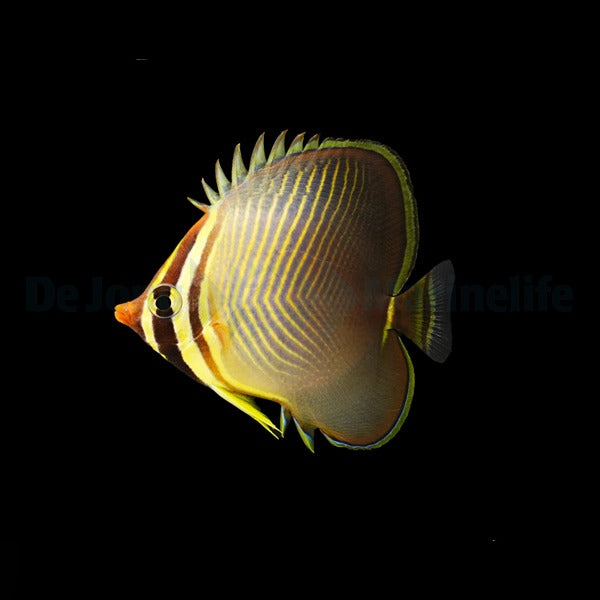 Chaetodon baronessa