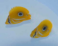 Chaetodon bennetti
