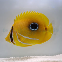 Chaetodon bennetti