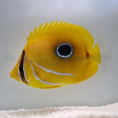 Chaetodon bennetti