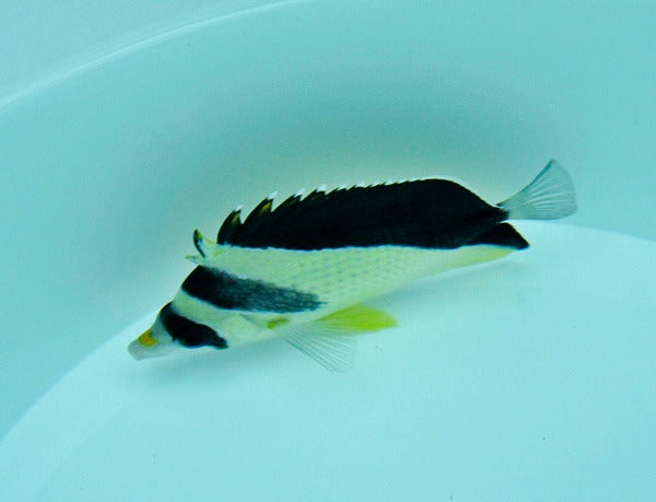 Chaetodon burgessi