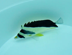 Chaetodon burgessi