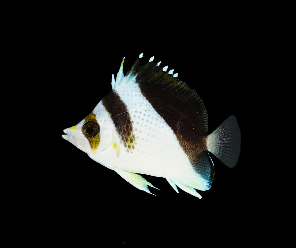 Chaetodon (Hybrid - Backcross)