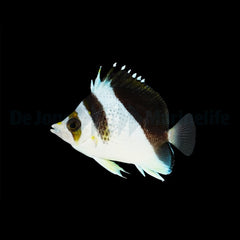 Chaetodon burgessi