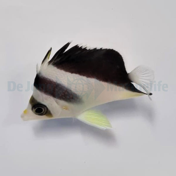 Chaetodon burgessi