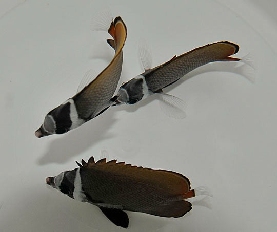 Chaetodon collare