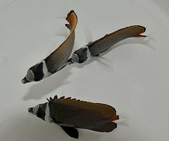Chaetodon collare