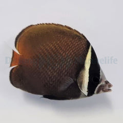 Chaetodon collare