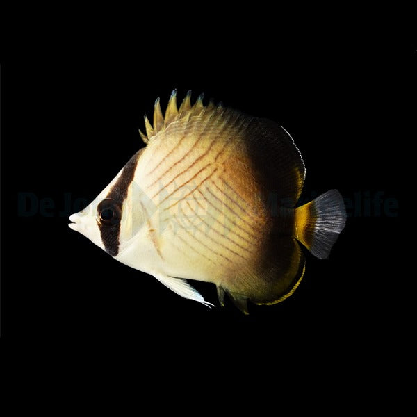 Chaetodon decussatus