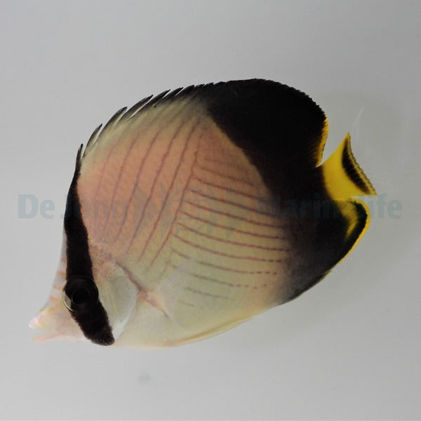 Chaetodon decussatus
