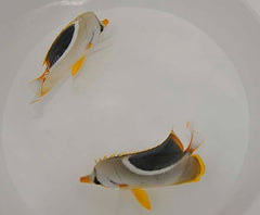 Chaetodon ephippium