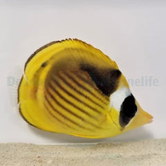 Chaetodon fasciatus