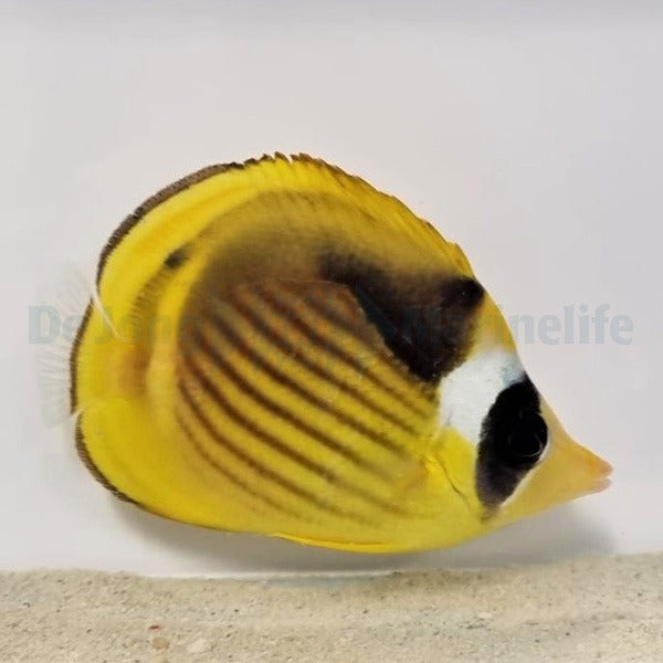 Chaetodon fasciatus