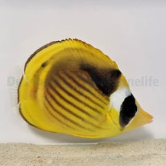 Chaetodon fasciatus