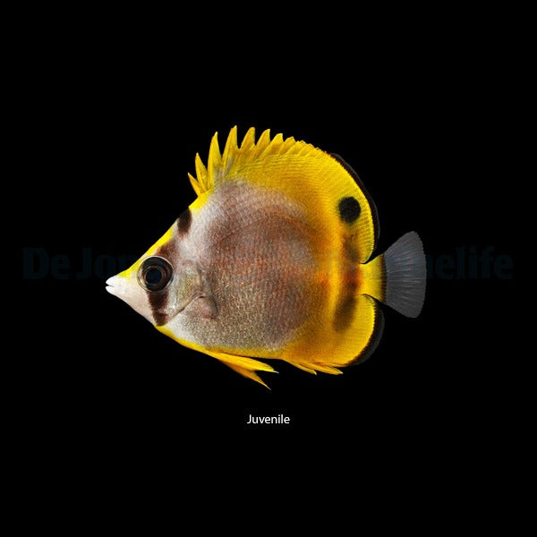 Chaetodon flavirostris
